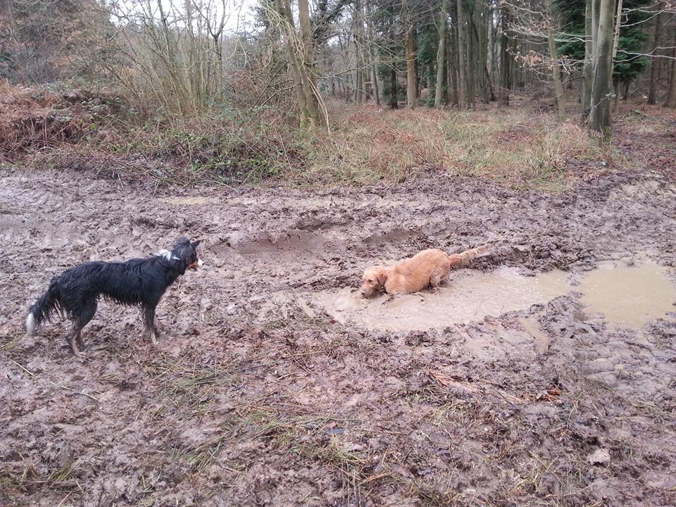 Mud bath on the dog walk! Feb 2017